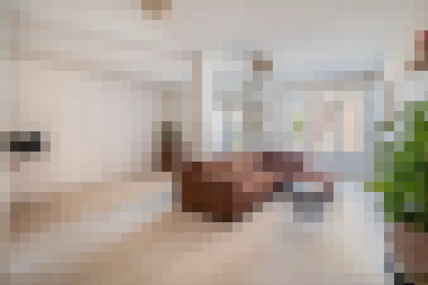 Pastoor Vranckenlaan 9 Reuver thumbnail 7