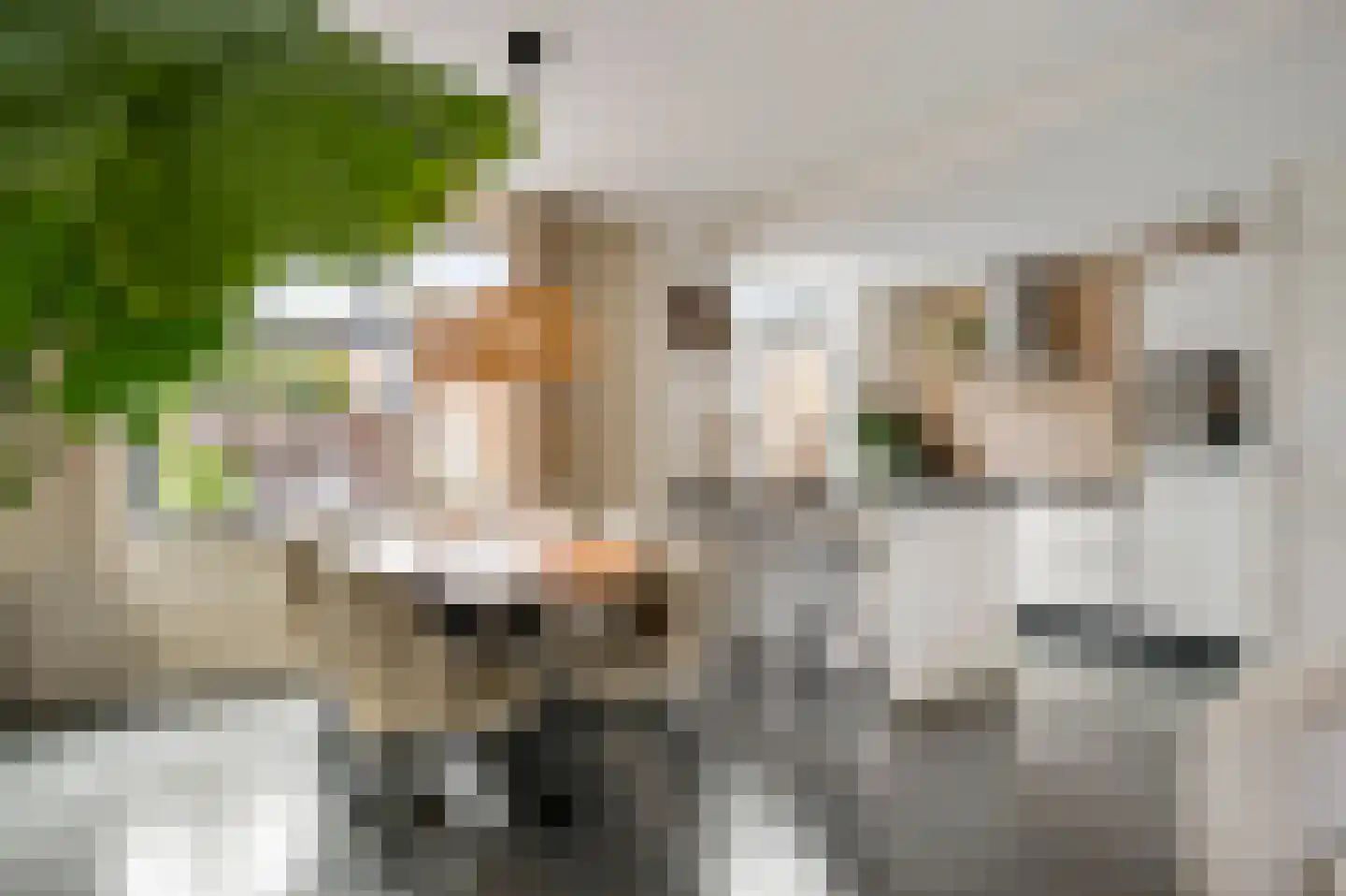 Pastoor Zandersstraat 18 Swalmen thumbnail 4