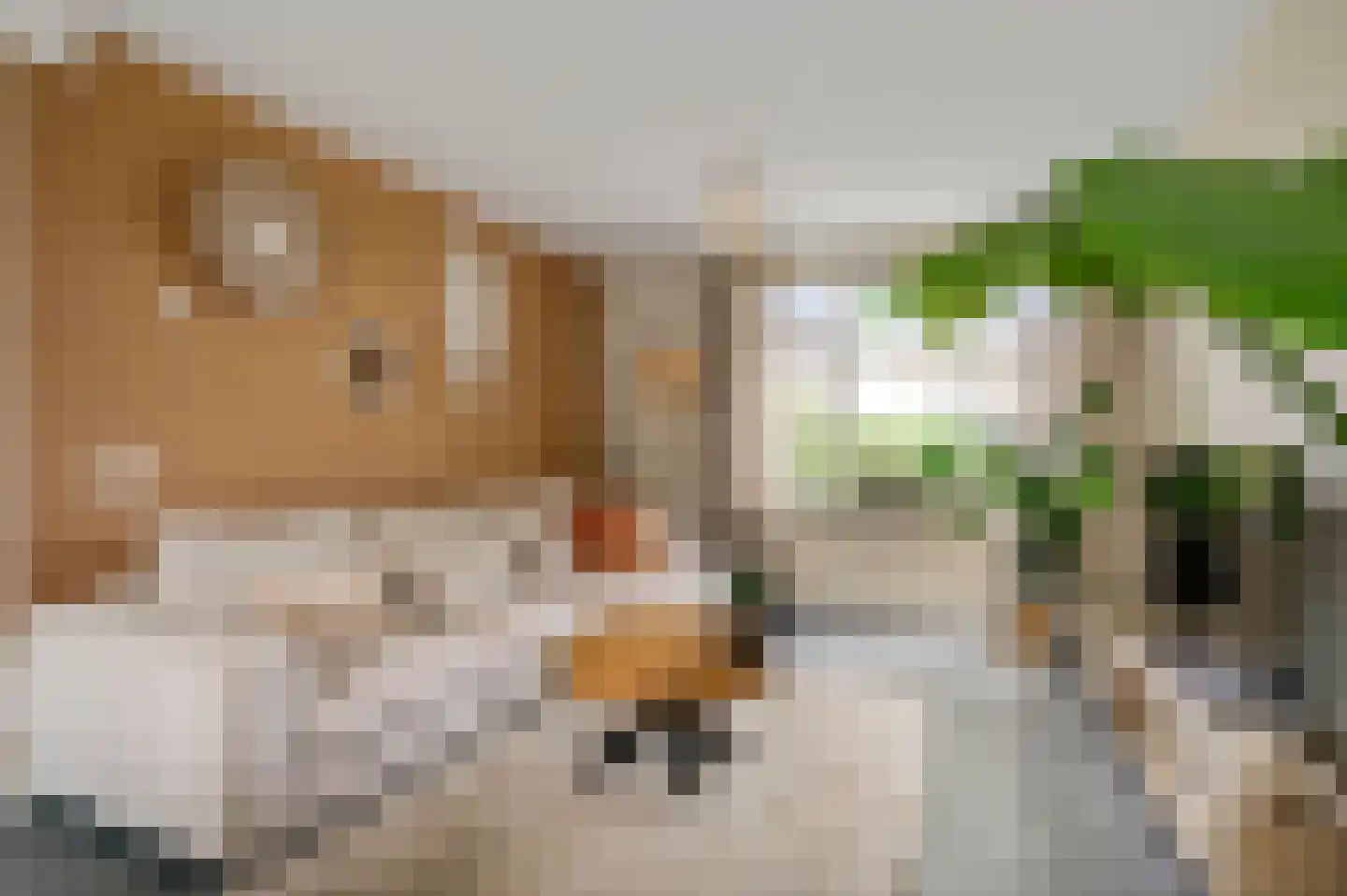 Pastoor Zandersstraat 18 Swalmen thumbnail 6