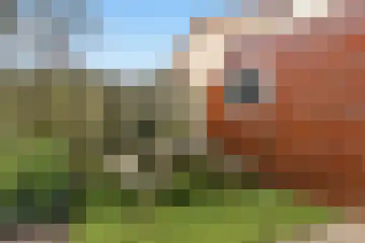 Pastoors acker 40 Heemskerk thumbnail 22