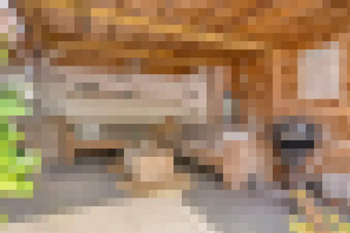 Pastoorsdijk 5 Schalkhaar thumbnail 41