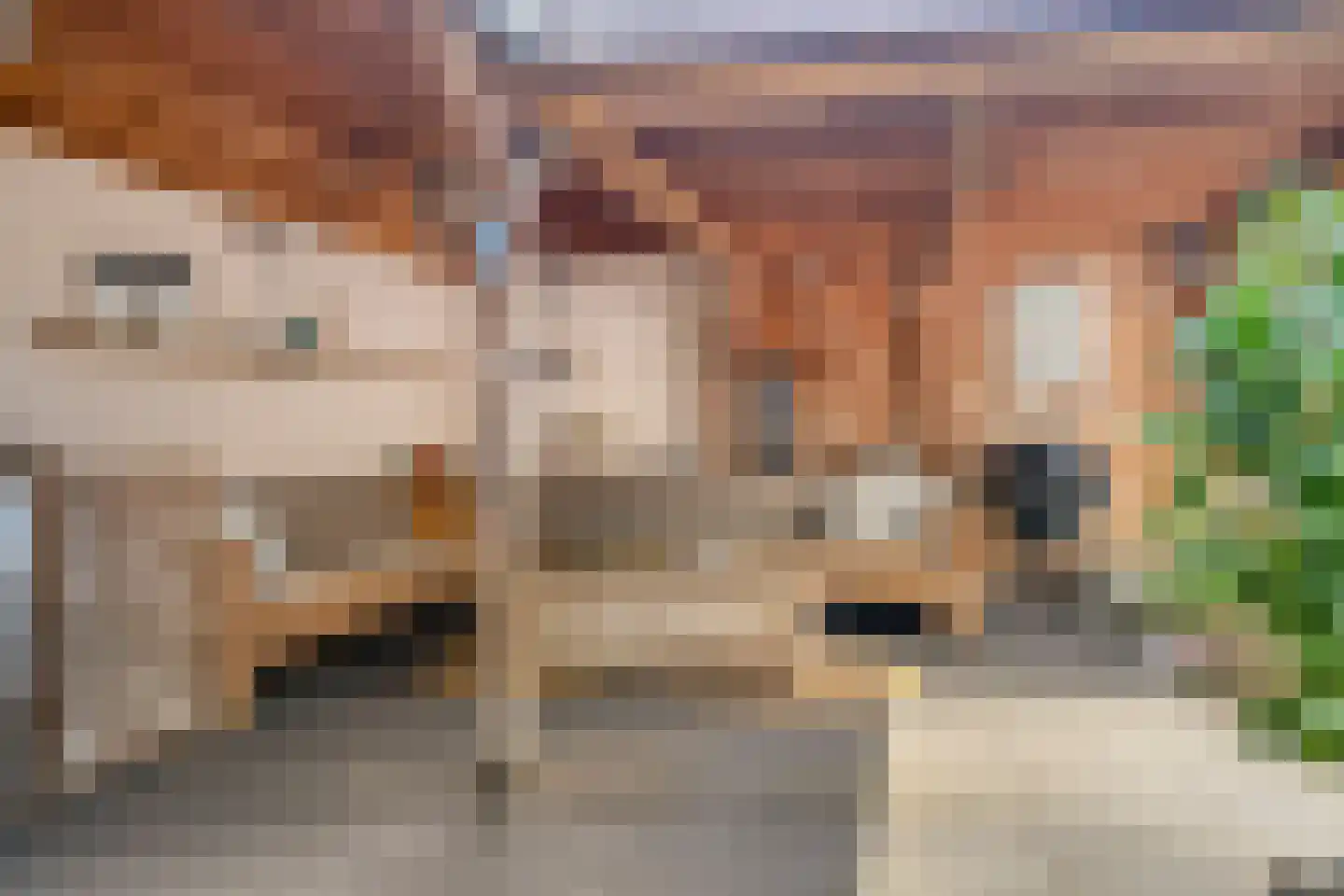 Pastoorsdijk 5 Schalkhaar thumbnail 7