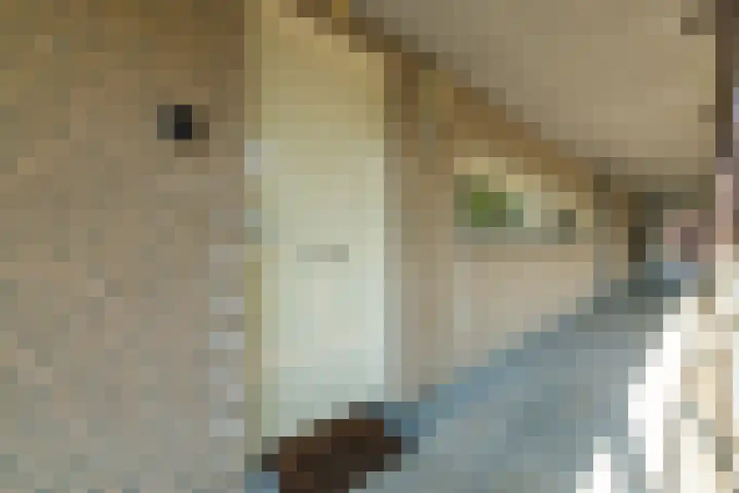 Pastoorsdreef 24 Zundert thumbnail 12