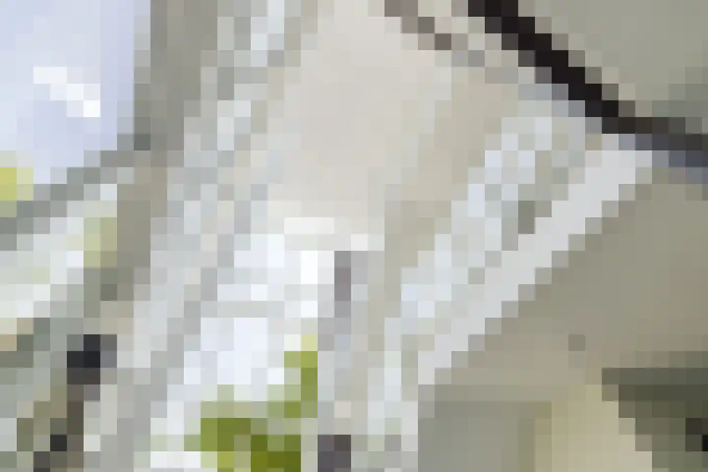 Pastoorsdreef 24 Zundert thumbnail 17