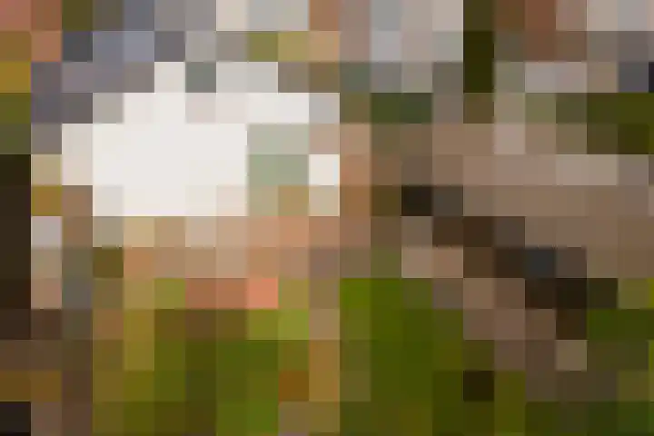 Pastorielaan 19 Joure thumbnail 34