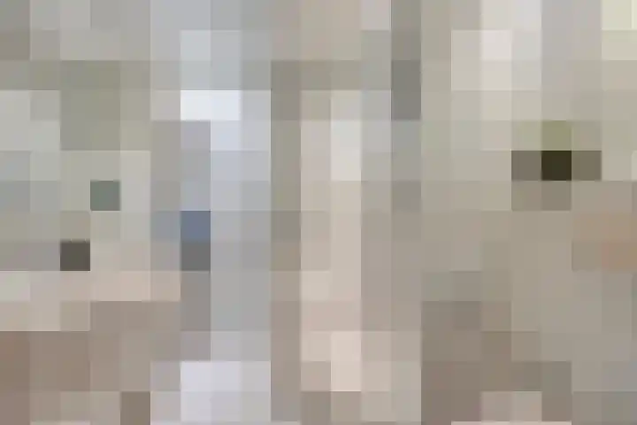 Pastoriepad 29 Hapert thumbnail 15