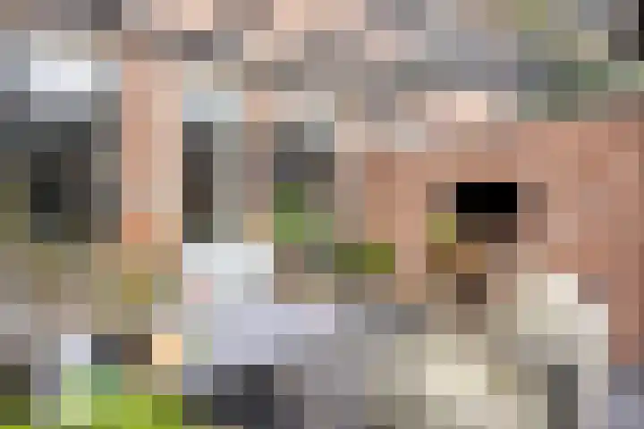 Pastoriepad 29 Hapert thumbnail 19
