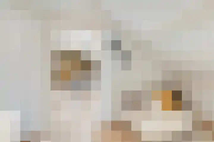 Pastorij 17 Vessem thumbnail 14