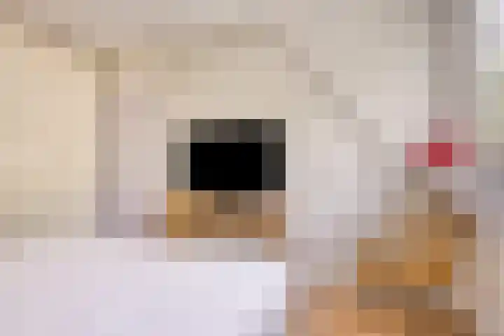 Pastorije 36 Tolbert thumbnail 23