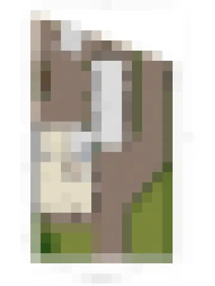 Pastorijleane 11 Tzum thumbnail 35
