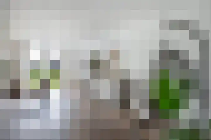 Pastorijleane 40 Tzum thumbnail 14