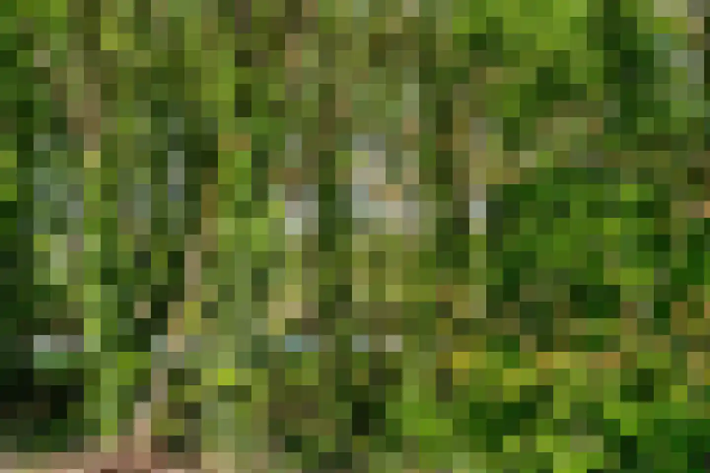 Pasweg 13 Heel thumbnail 63
