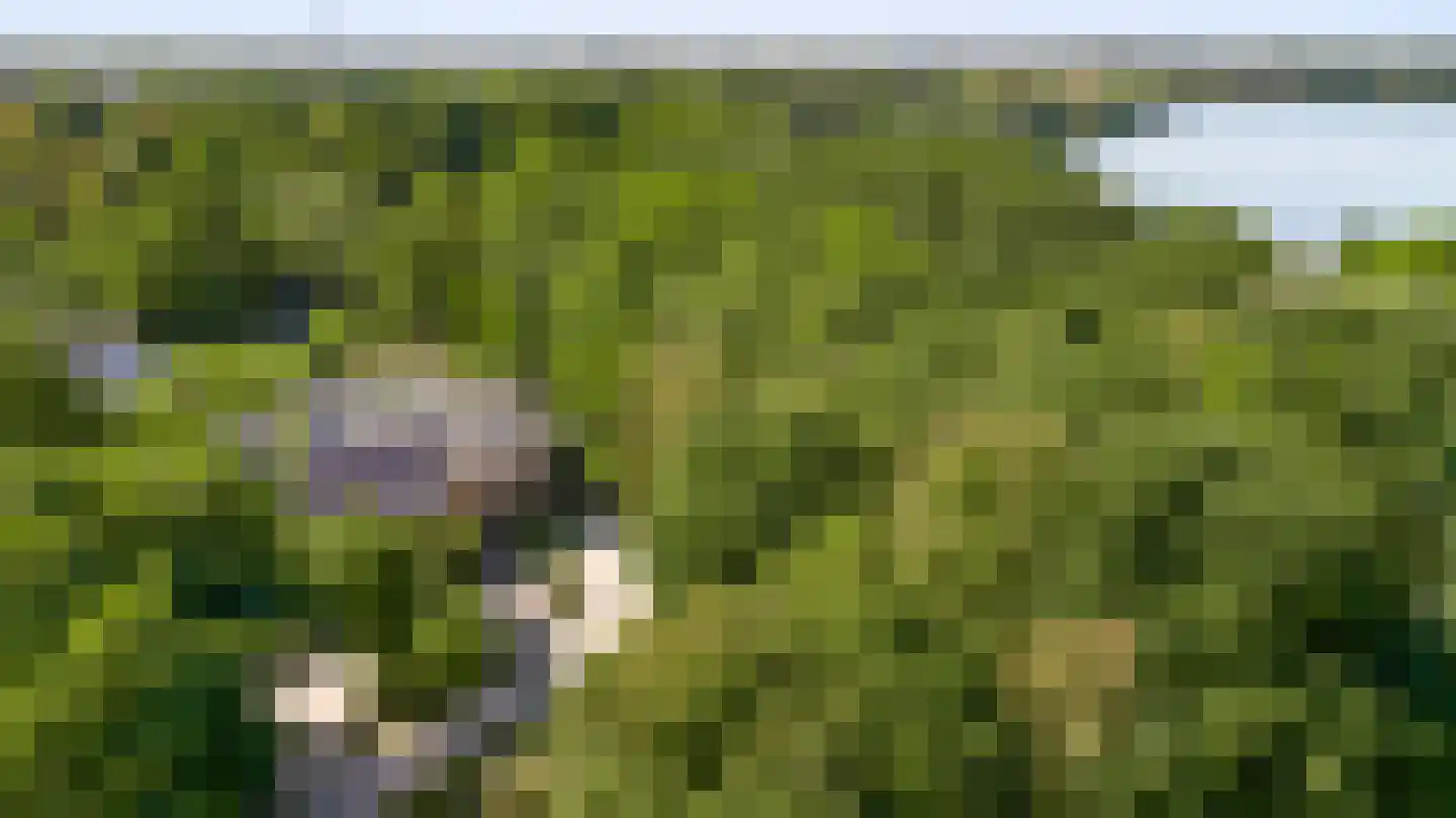 Pasweg 13 Heel thumbnail 75