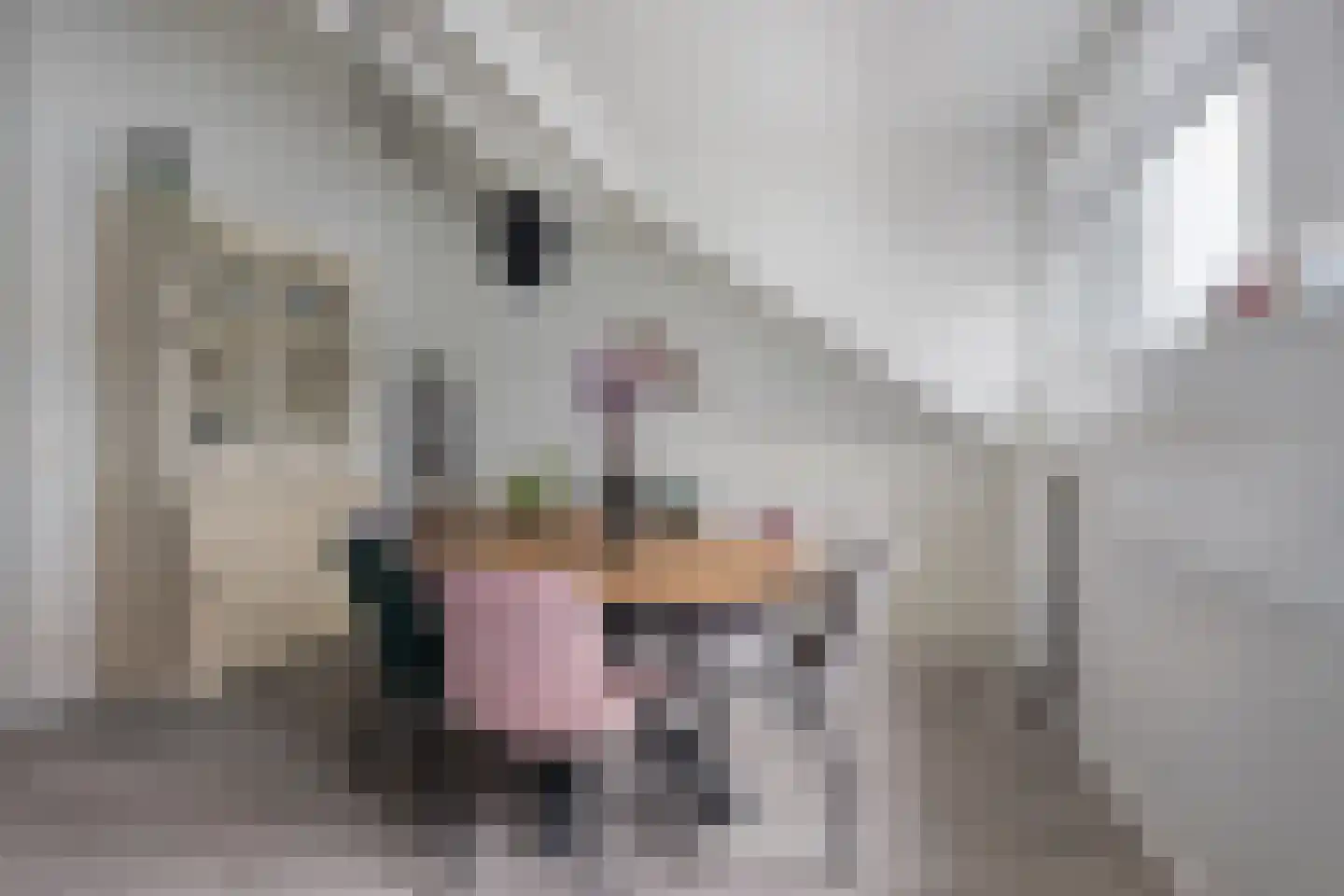 Pater R.D. Kloegstraat 16 Best thumbnail 12