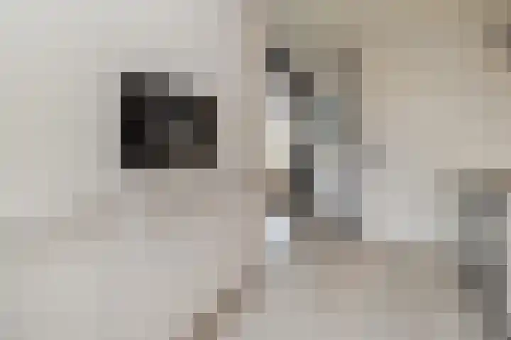 Pater Tilliestraat 21 Berg en Terblijt thumbnail 17