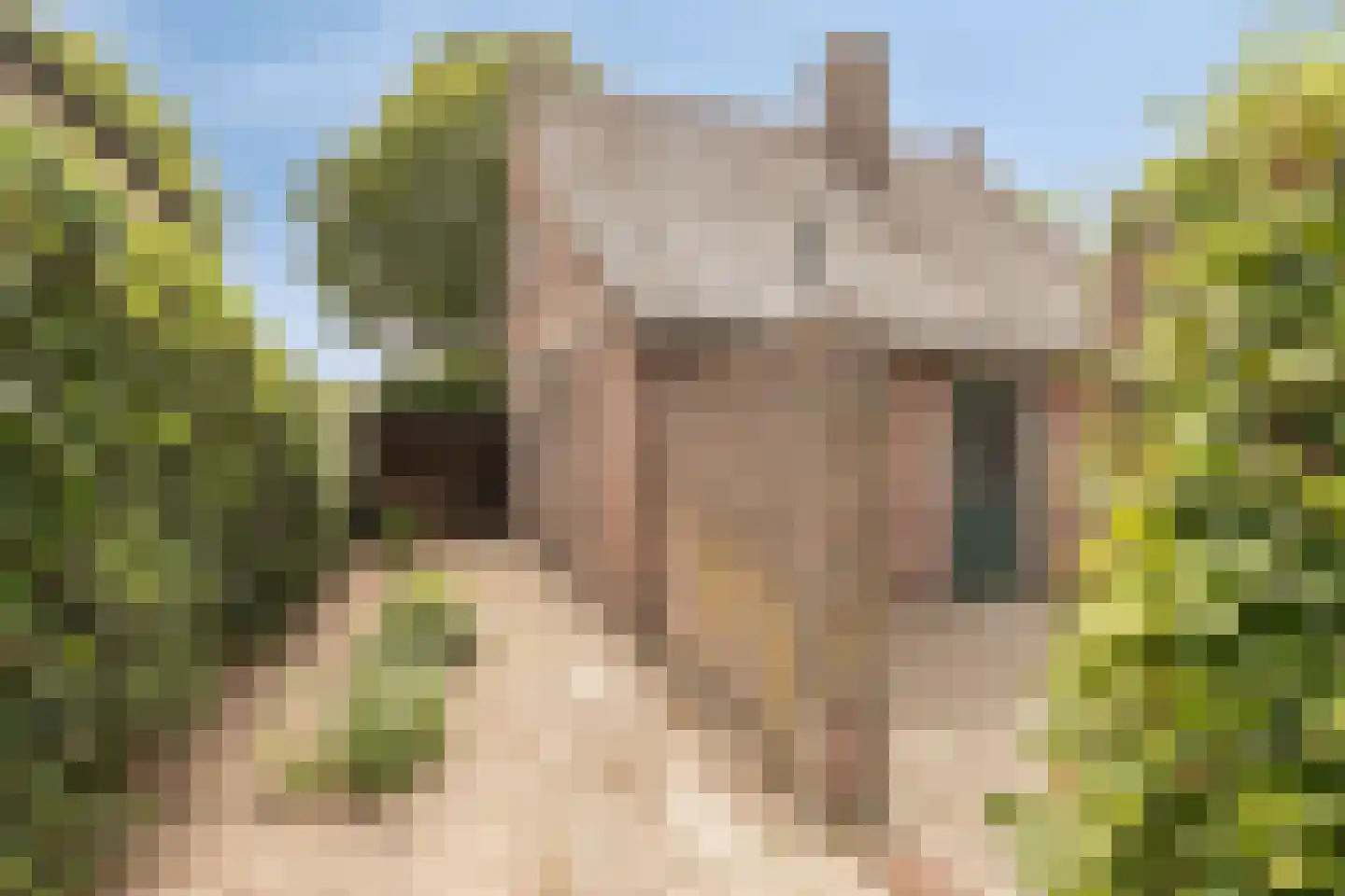 Pater van den Elzenstraat 1 Heesch thumbnail 33