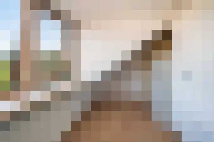 Pater Vervoortstraat 4 Veghel thumbnail 26