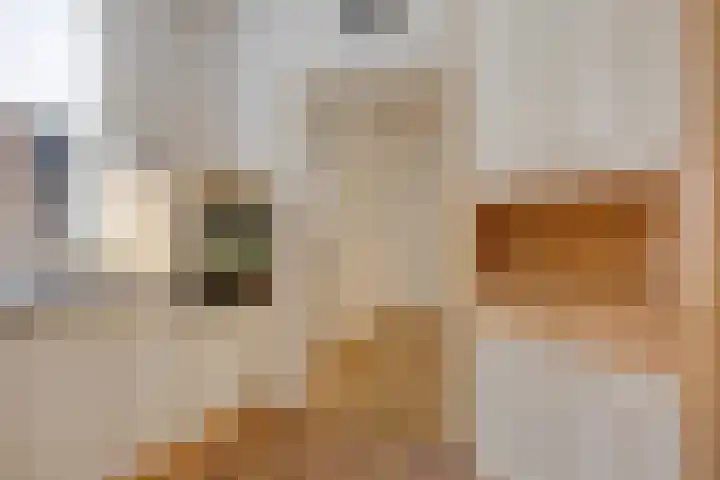 Paterslaan 2 a De Rips thumbnail 22