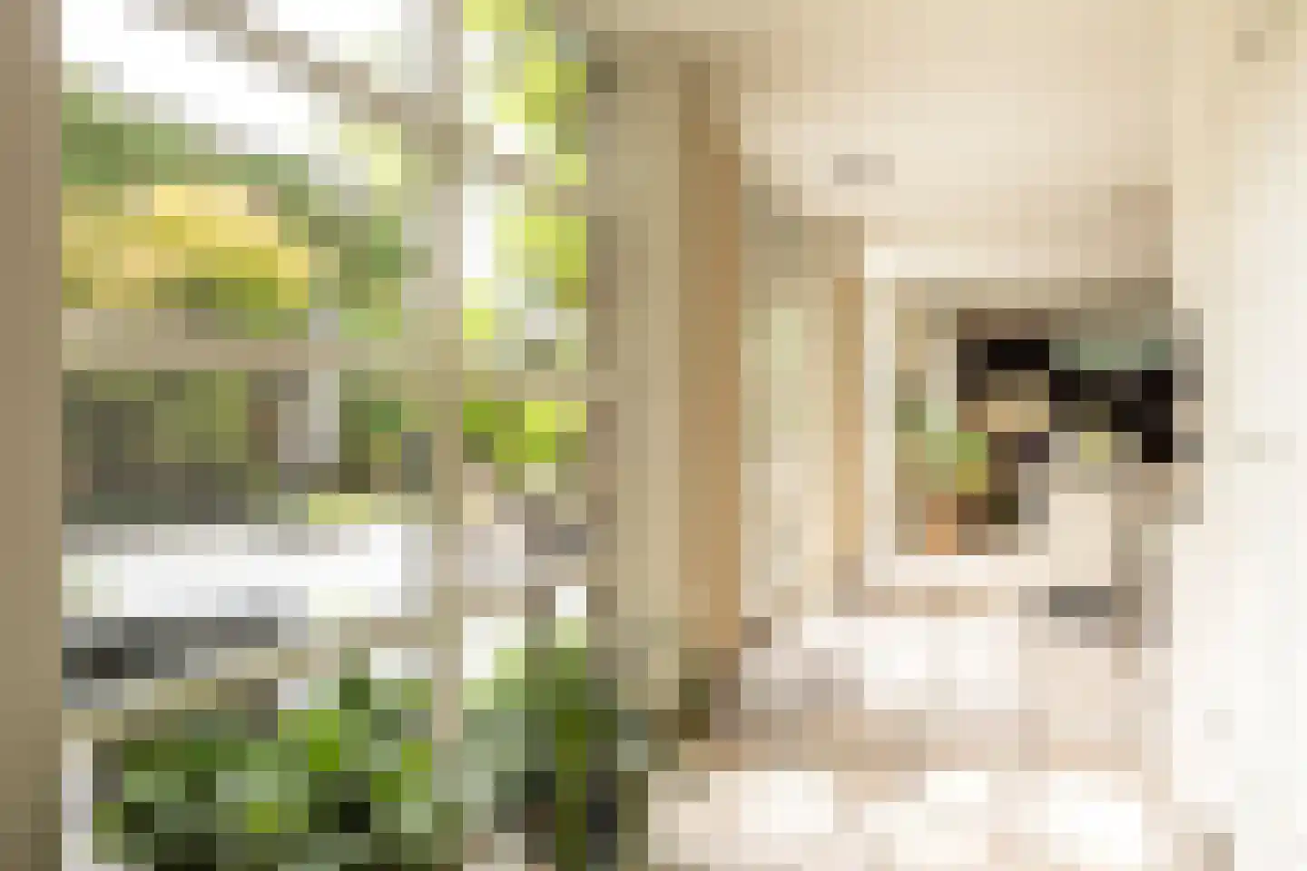 Patersstraat 15 Dalem thumbnail 12