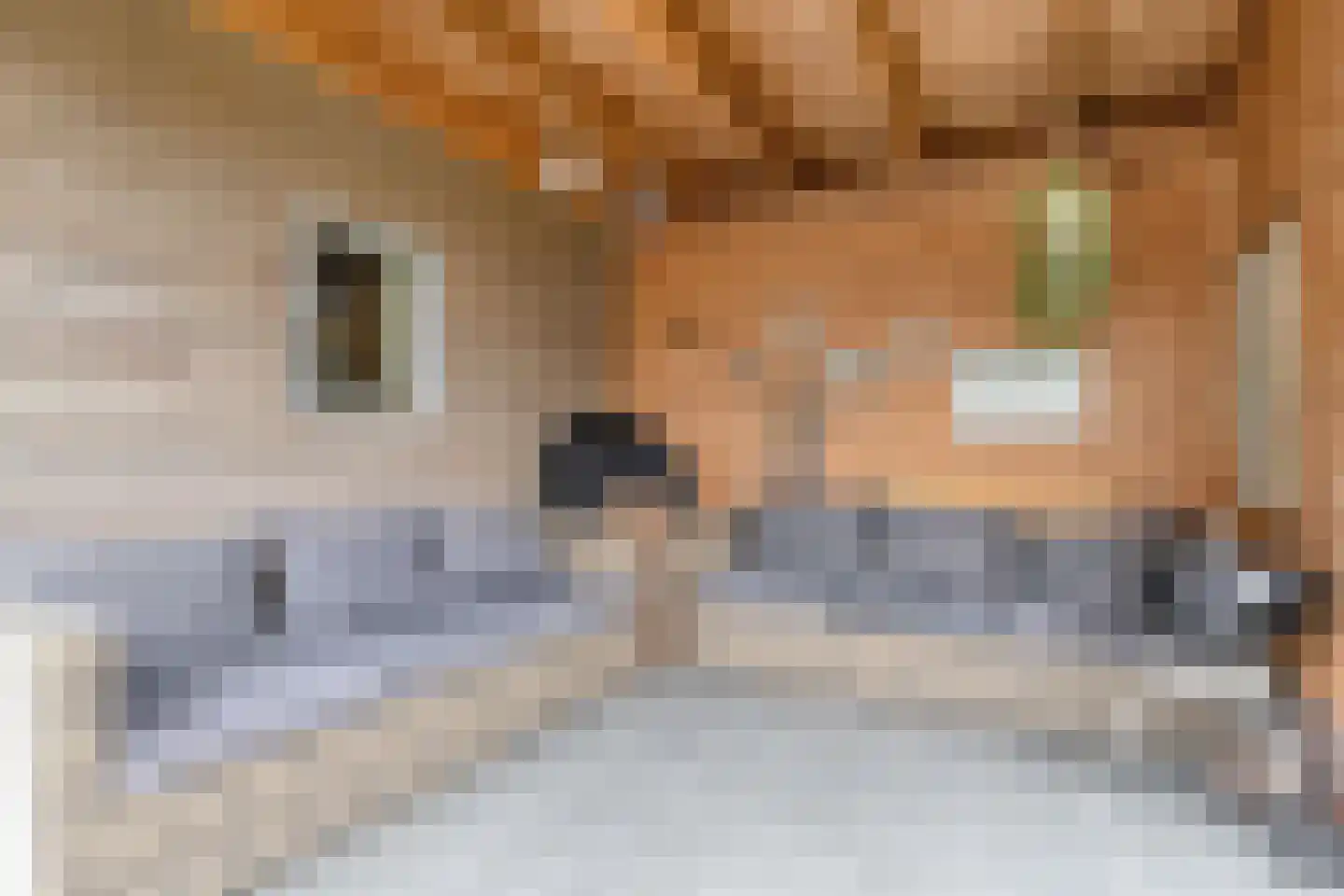 Patersstraat 20 Panningen thumbnail 43