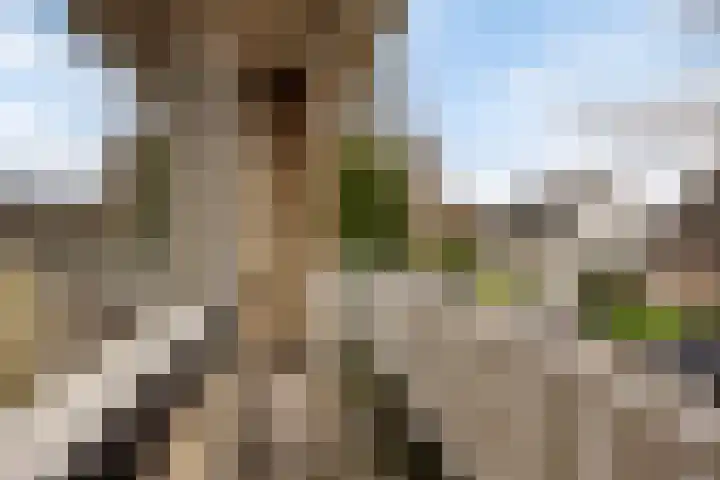 Paterstraat 43 Den Dungen thumbnail 22