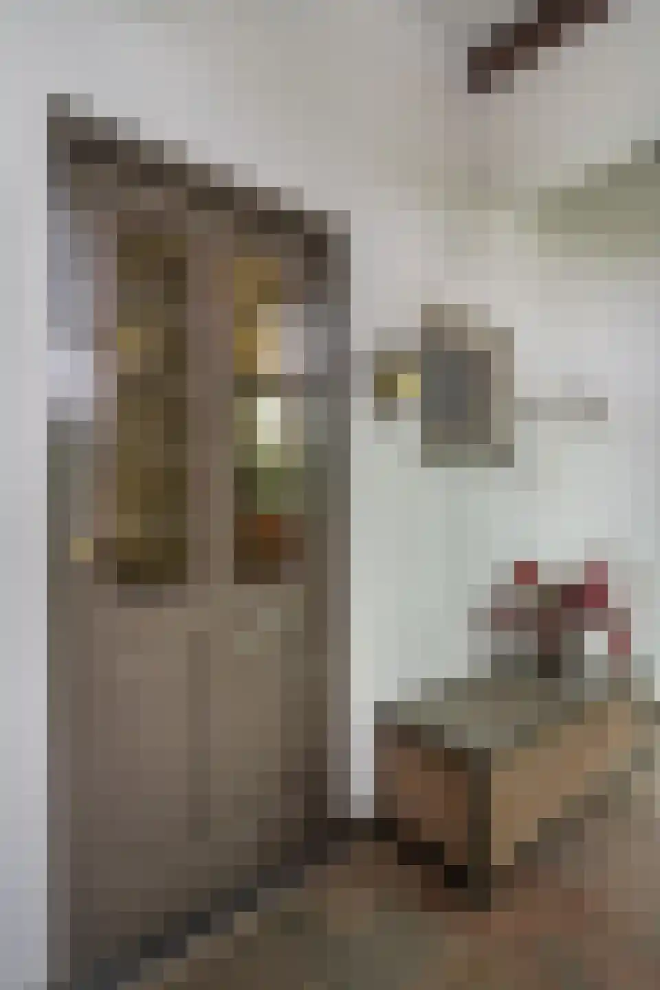 Paterstraat 59 Den Dungen thumbnail 8