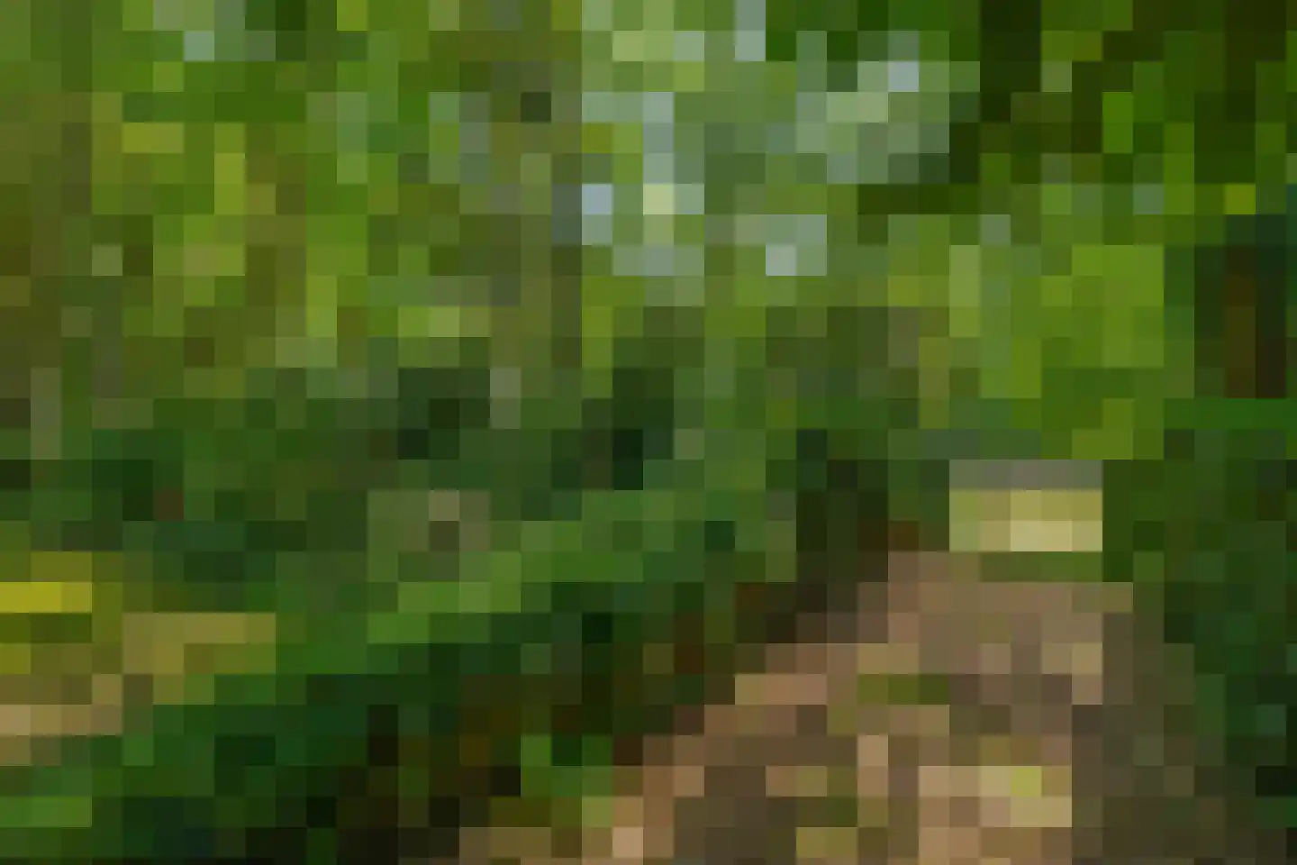 Patersweg 7 Belfeld thumbnail 22