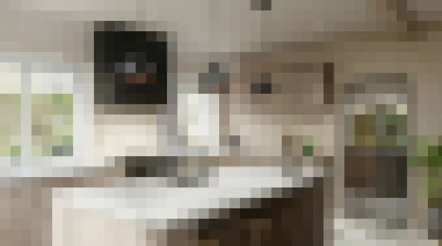 Patijnweg 36 Goes thumbnail 13