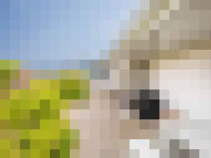 Patijnweg 5 Bergen aan Zee thumbnail 44