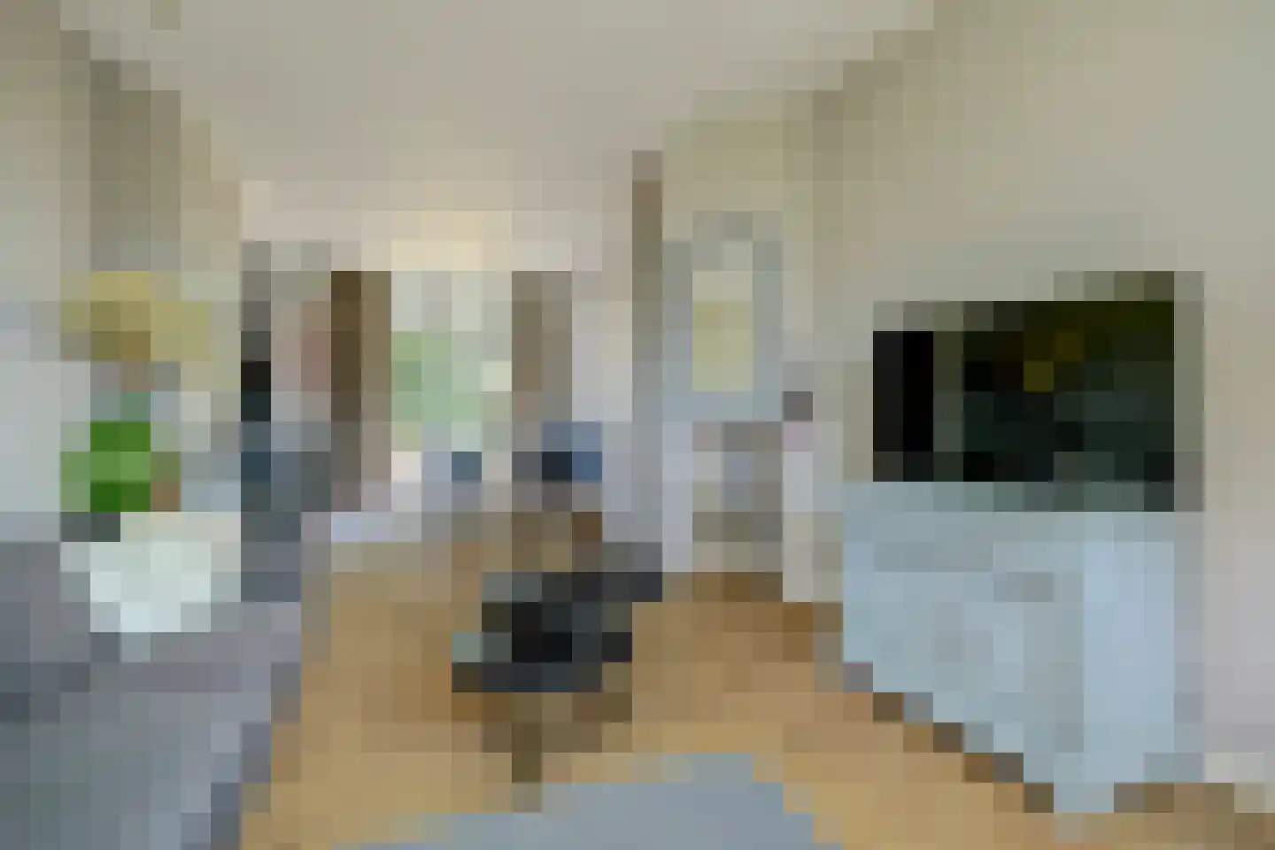 Patijnweg 80 Goes thumbnail 10