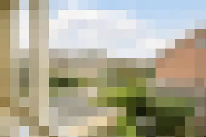 Patrijs 1 Ursem thumbnail 27