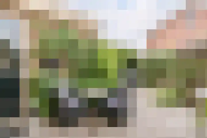 Patrijs 1 Ursem thumbnail 40