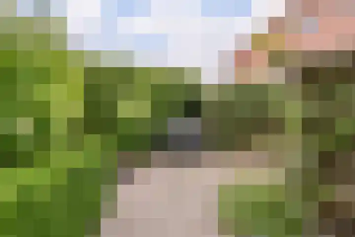 Patrijs 1 Ursem thumbnail 42