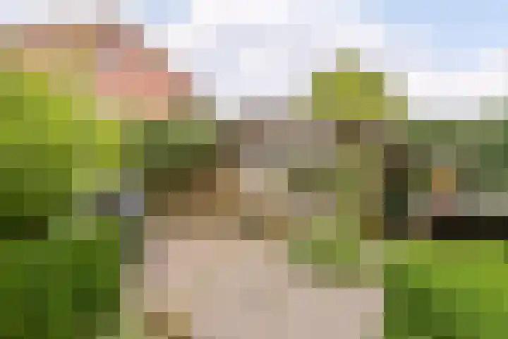 Patrijs 1 Ursem thumbnail 44