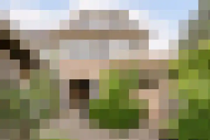Patrijs 1 Ursem thumbnail 45