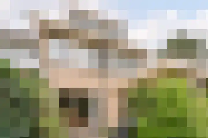 Patrijs 1 Ursem thumbnail 47