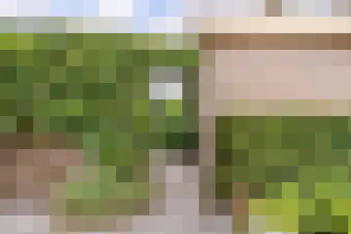 Patrijs 1 Ursem thumbnail 48