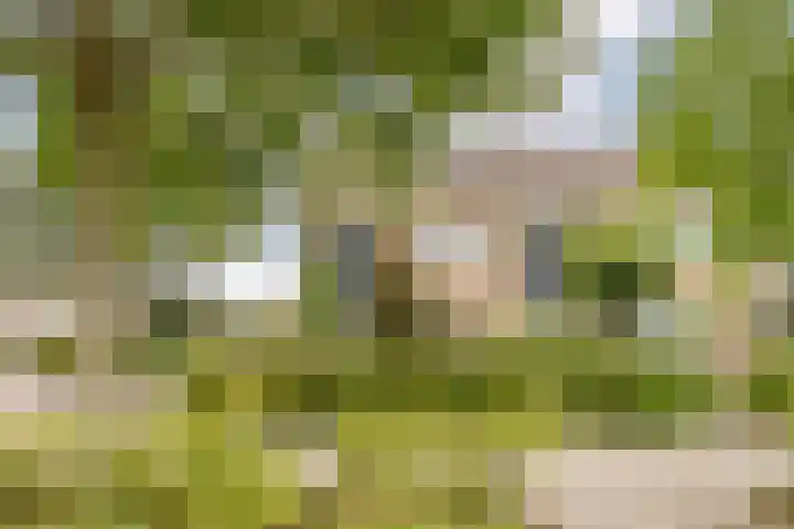 Patrijs 1 Ursem thumbnail 52