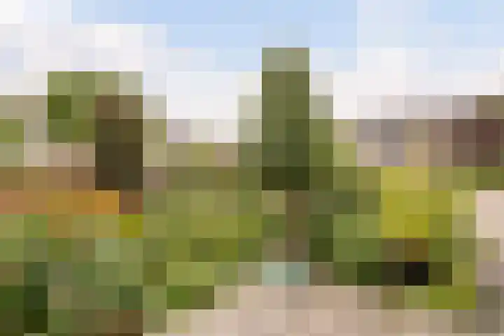 Patrijs 1 Ursem thumbnail 57
