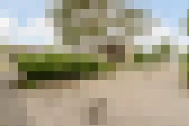 Patrijs 1 Ursem thumbnail 60