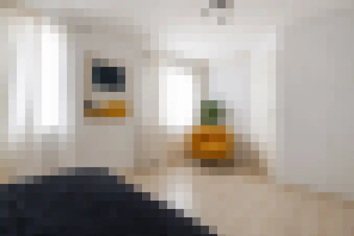Patrijs 10 Raalte thumbnail 20
