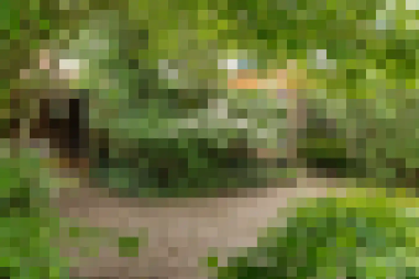 Patrijs 10 Raalte thumbnail 28