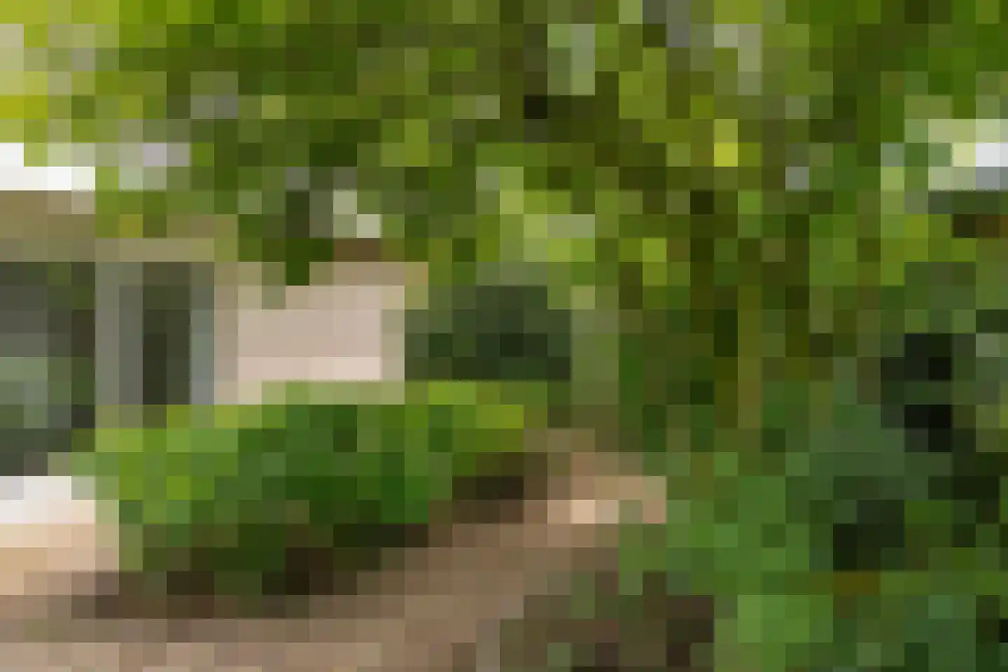 Patrijs 10 Raalte thumbnail 31