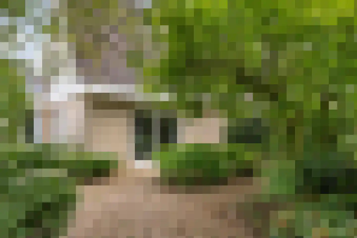 Patrijs 10 Raalte thumbnail 37
