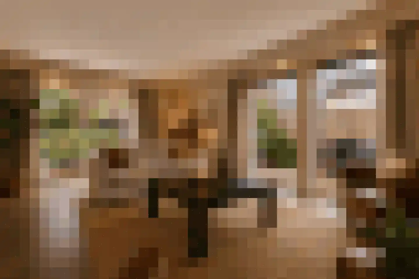 Patrijs 10 Raalte thumbnail 8
