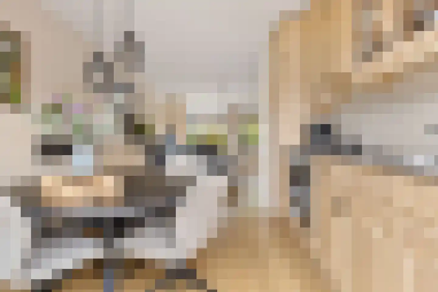 Patrijs 10 Siddeburen thumbnail 19