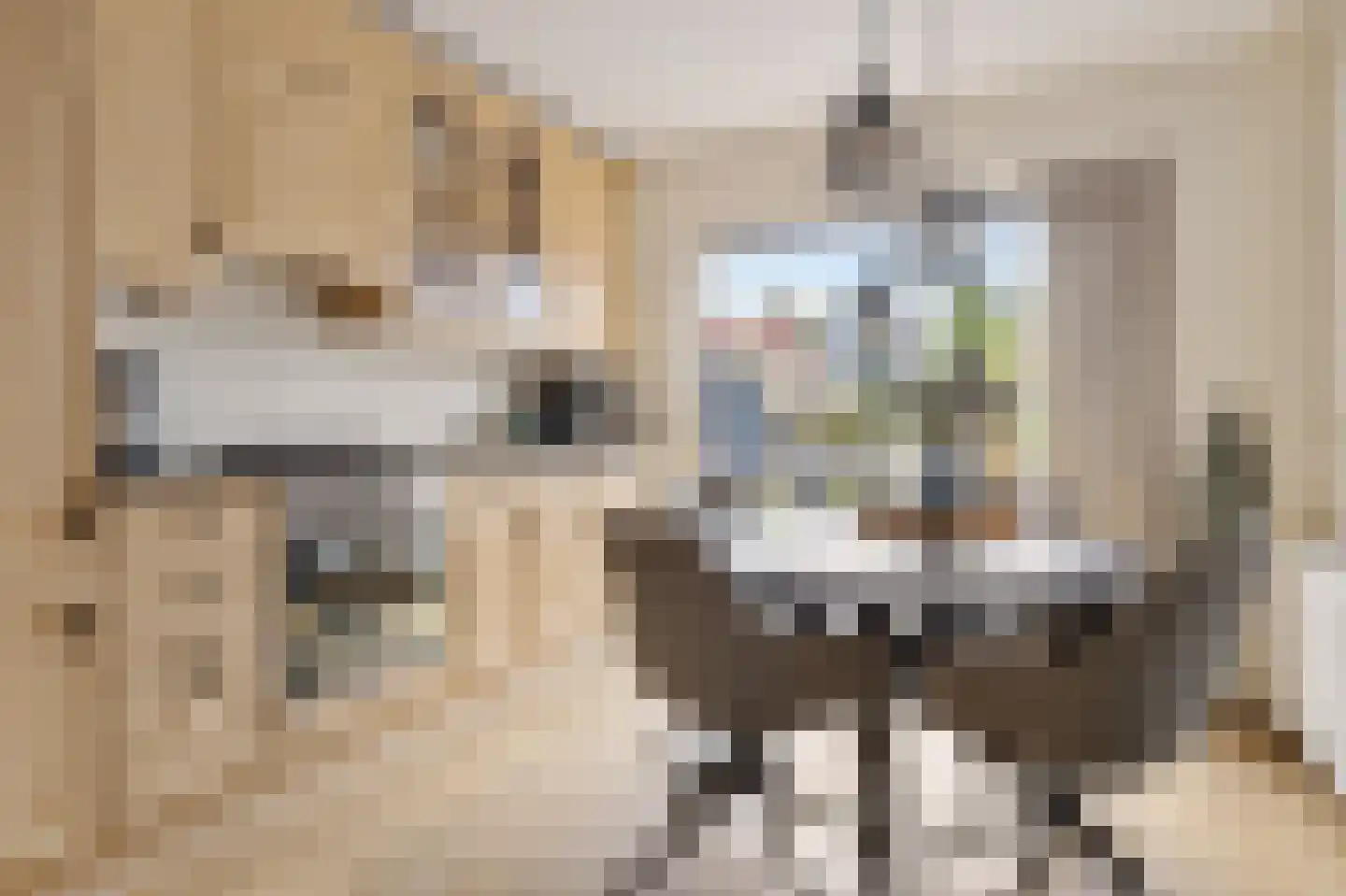 Patrijs 10 Siddeburen thumbnail 21