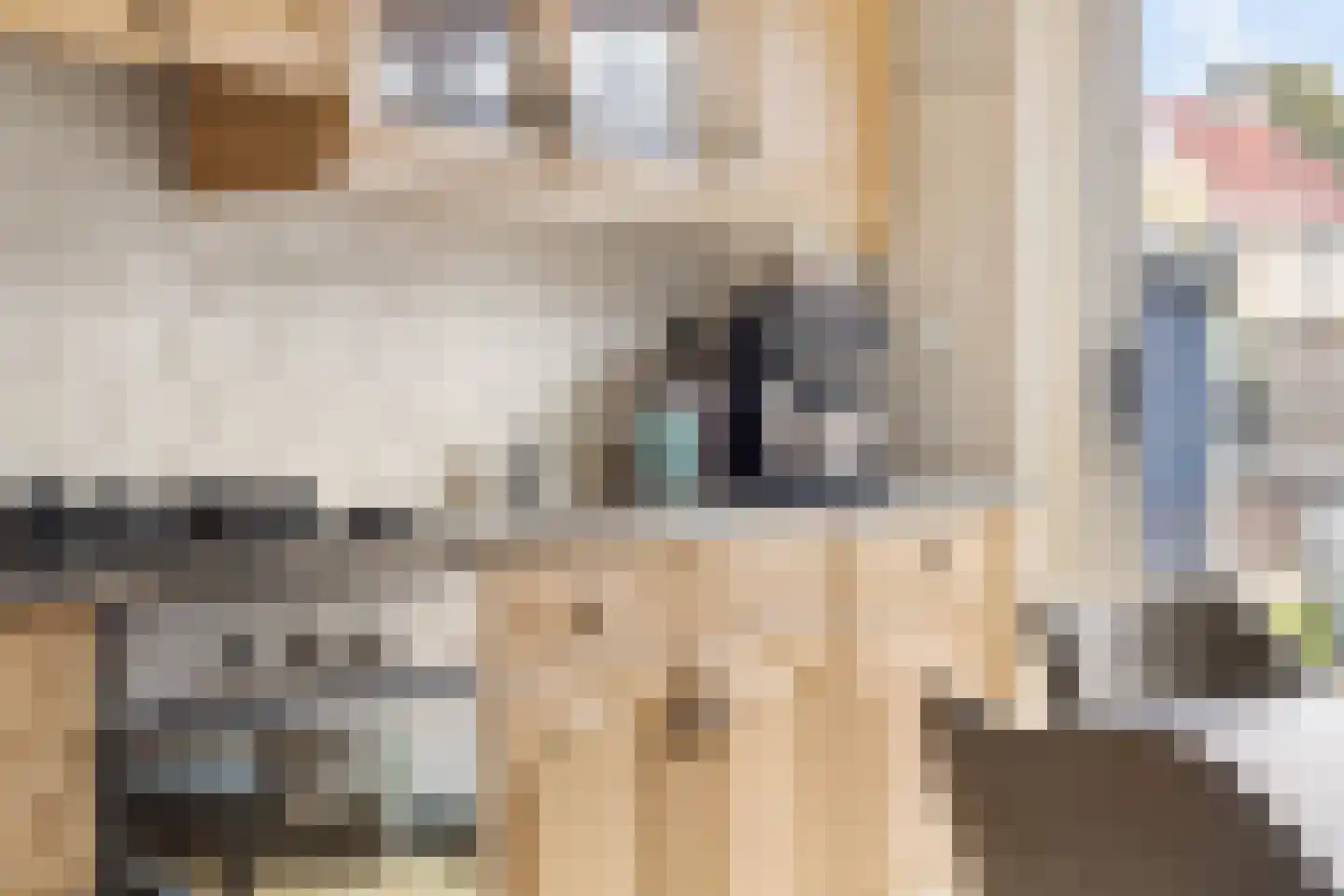 Patrijs 10 Siddeburen thumbnail 24