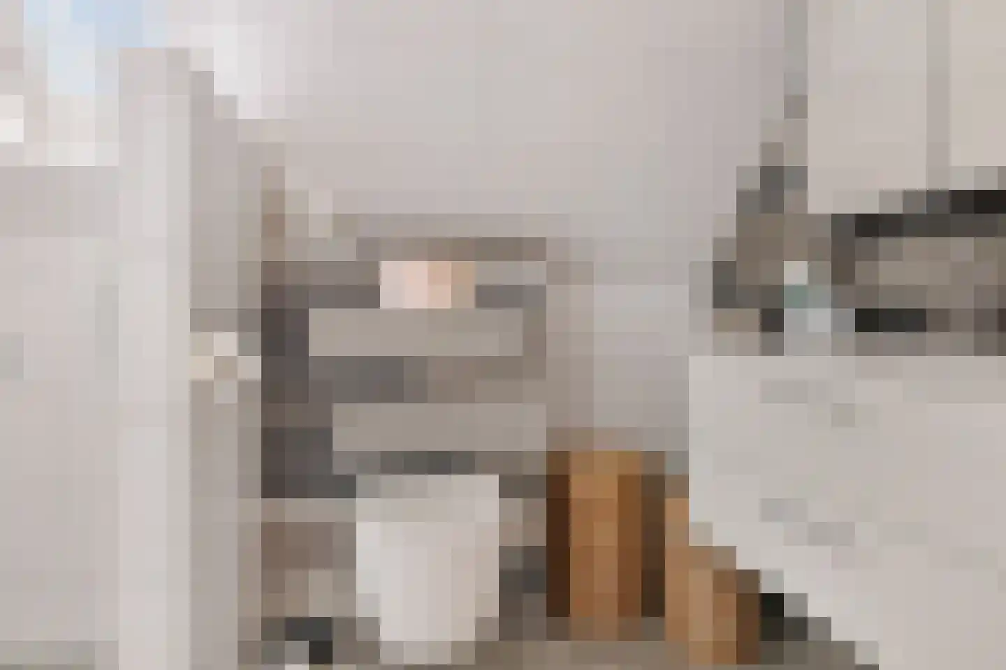 Patrijs 10 Siddeburen thumbnail 34
