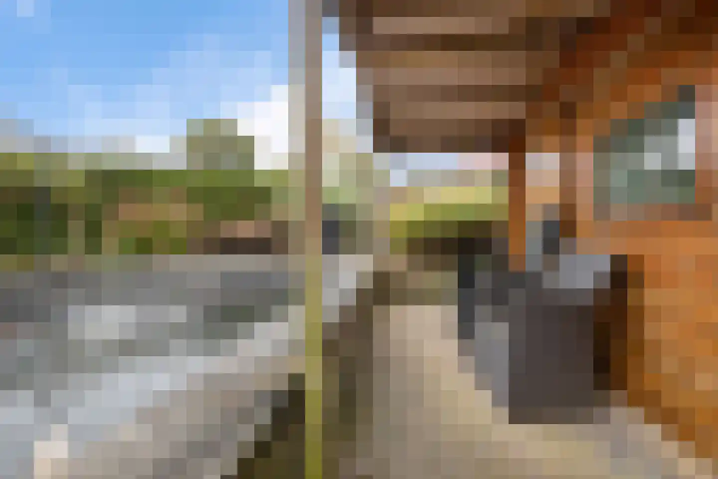 Patrijs 10 Siddeburen thumbnail 43